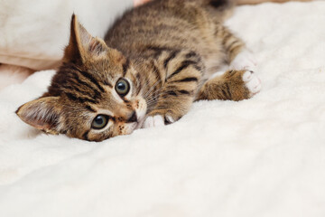 Kitten lying on a blanket