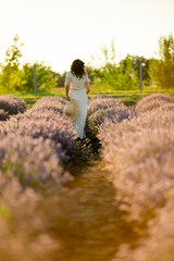 A young brunette walks in wheat fields at sunset in summer. Growing organic wheat and barley.