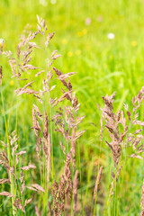 Bristly dogtail or Cynosurus Echinatus plant in Saint Gallen in Switzerland 13.5.25