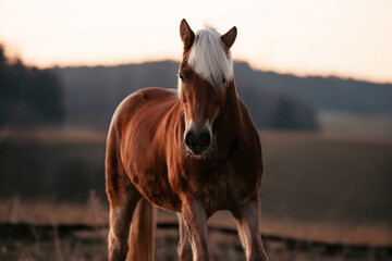 Haflinger in Abendsonne