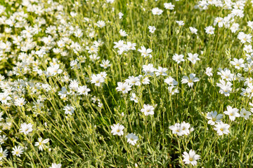 Fototapeta premium Snow in summer or Cerastium Tomentosum plant in Saint Gallen in Switzerland 13.5.25