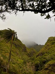 The beautiful lush, green natural scenery along a hike up Pali Puka mountain on the island of O'ahu, Hawai'i, United States of America.
