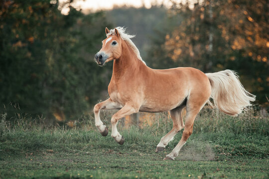 Haflinger im herbst