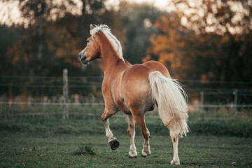 Haflinger im herbst