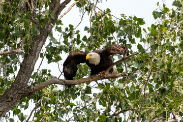 american bald eagle