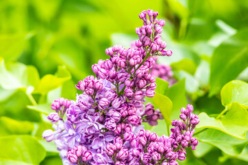 Obraz premium Bright purple lilac inflorescences on the branches in spring garden