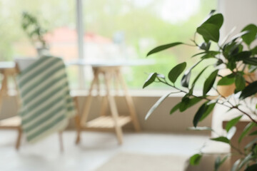 Plant branches in living room, closeup