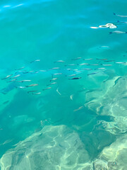 Small fishes swimming along the sea at a small, lovely seaside town of Cesme along the beautiful coast with blue sea, sky and sunshine 