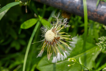 dandelion seed head