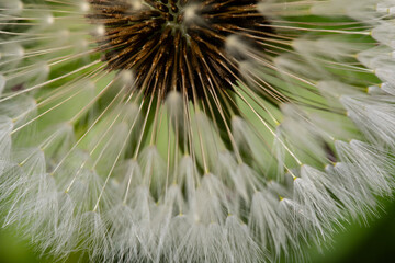 dandelion seed head