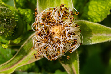 close up of a flower of a plant