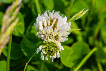 White clover close-up on the grass