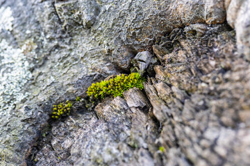 Macro shot of the moss on the tree