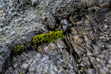 Macro shot of the moss on the tree