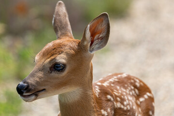 deer in the woods