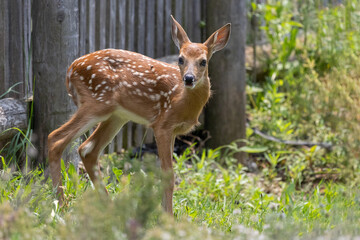 deer in the forest
