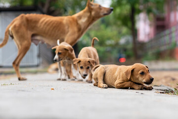 Indian street dogs
