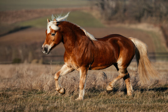 Haflinger im Winterfell