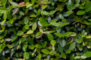 Fototapeta premium Shrub leaves background, green foliage background, maximalism