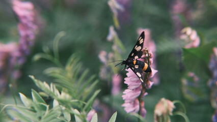butterfly on a flower