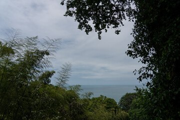 View of the Black Sea through the treetops, framing. The Botanical Garden