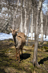 Young deer in the zoo 