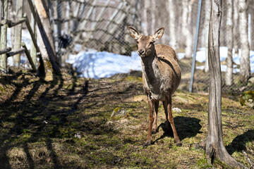 Young deer in the zoo 