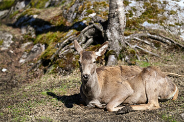 Young deer in the nature 