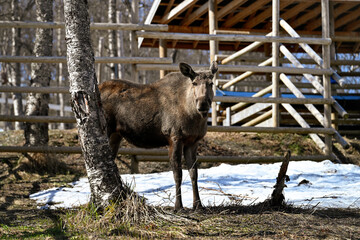 Moose in the zoo