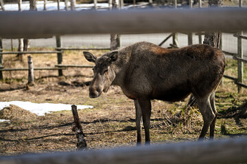 Moose in the zoo