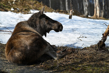 Moose in the zoo laying on the ground 