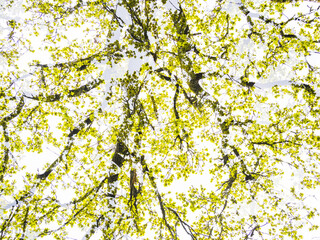 Multi exposure of vibrant green tree canopy in Sweden showcasing nature's beauty and tranquility