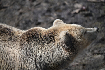 Brown bear in the zoo 