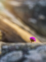 Blooming Armeria maritima flower amidst coastal rocks in Sweden during golden hour