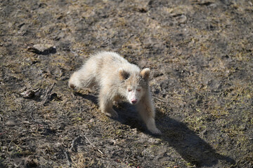 Baby brown bear in the mud 