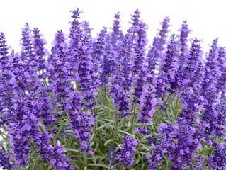 Stunning Lavender Blossoms A Vibrant Display of Purple Flowers
