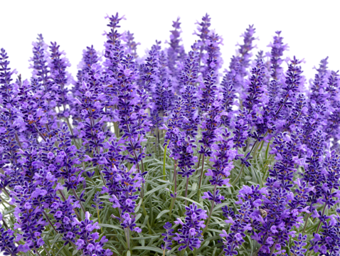 Stunning Lavender Blossoms A Vibrant Display of Purple Flowers