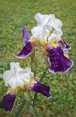 Beautiful iris flowers with water droplets on petals after rain. Vibrant purple colors with intricate yellow and white blossoms