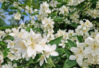 Dense cluster of Mock Orange blossoms, delicate white flowers with fragrant bright yellow stamens. Lush green leaves are interspersed among the profusion of bloom