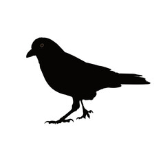 silhouette of a crow