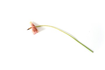 A minimalistic photograph of a single withered anthurium flower lying on a white background. The image conveys concepts of decay, the passage of time, natural cycles, and impermanence. Ideal for use