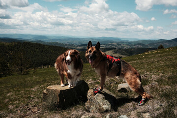 Two dogs - German and Australian shepherd standing on rocks on mountain Cigota, enjoying panoramic view over Serbian hills. Hiking with pets concept