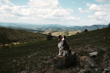 Brown Australian shepherd sitting on a rock, gazing at the horizon on Cigota mountain in...