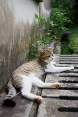 A tabby cat relaxing outdoors