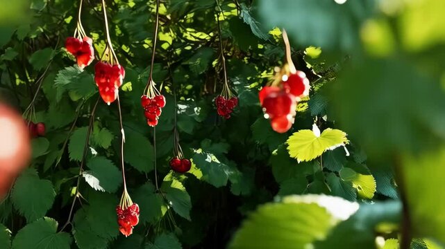 Close-up shot of red currant berries with glistening dew drops and vibrant green leaves in soft sunlight, healthy organic fruit background