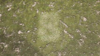 Grass Field Number 8 Nature Numbers 3d Illustration