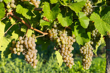 Ripe white grapes hanging from vine in vineyard during summer