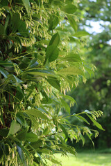 White climber star Jasmin hedge with many white flowers in the garden. Trachelospermum jasminoides in bloom