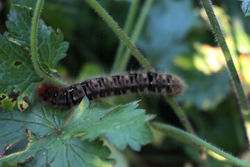 Close-up of hairy Melitea butterfly larva eating mallow leaves 