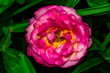 pink and yellow rose